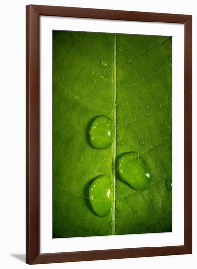 Leaf Dew Drop Number 9-Steve Gadomski-Framed Photographic Print