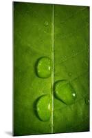 Leaf Dew Drop Number 9-Steve Gadomski-Mounted Photographic Print