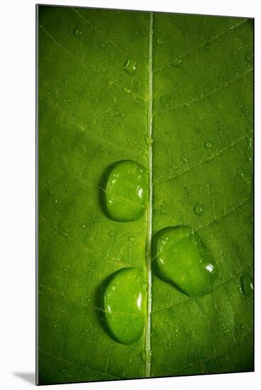Leaf Dew Drop Number 9-Steve Gadomski-Mounted Photographic Print