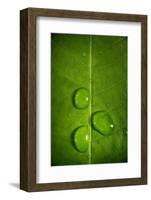 Leaf Dew Drop Number 9-Steve Gadomski-Framed Photographic Print