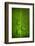 Leaf Dew Drop Number 9-Steve Gadomski-Framed Photographic Print