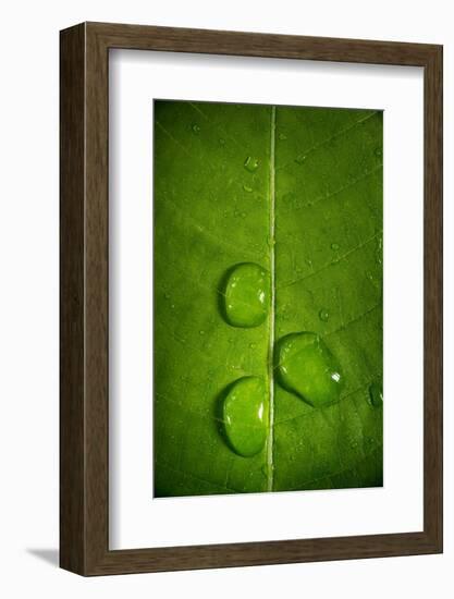 Leaf Dew Drop Number 9-Steve Gadomski-Framed Photographic Print