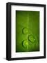 Leaf Dew Drop Number 9-Steve Gadomski-Framed Photographic Print