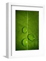 Leaf Dew Drop Number 9-Steve Gadomski-Framed Photographic Print