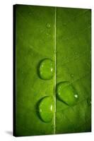 Leaf Dew Drop Number 9-Steve Gadomski-Stretched Canvas