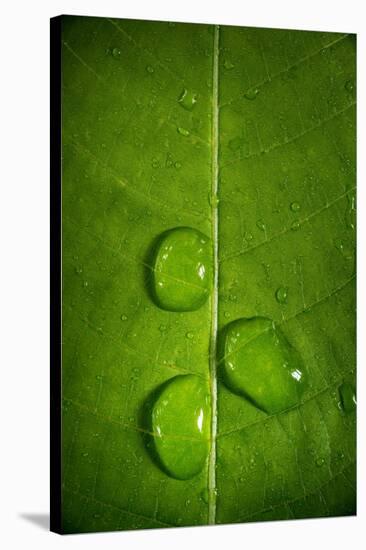 Leaf Dew Drop Number 9-Steve Gadomski-Stretched Canvas