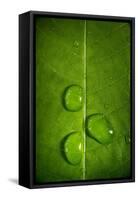 Leaf Dew Drop Number 9-Steve Gadomski-Framed Stretched Canvas