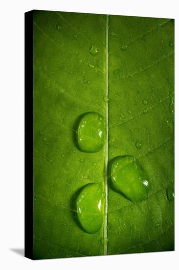 Leaf Dew Drop Number 9-Steve Gadomski-Stretched Canvas