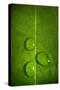 Leaf Dew Drop Number 9-Steve Gadomski-Stretched Canvas