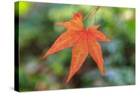 Leaf, Fall Colors Seattle Arboretum, Washington, USA-Tom Norring-Stretched Canvas