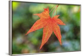 Leaf, Fall Colors Seattle Arboretum, Washington, USA-Tom Norring-Framed Photographic Print