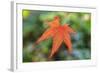 Leaf, Fall Colors Seattle Arboretum, Washington, USA-Tom Norring-Framed Photographic Print