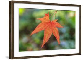 Leaf, Fall Colors Seattle Arboretum, Washington, USA-Tom Norring-Framed Photographic Print