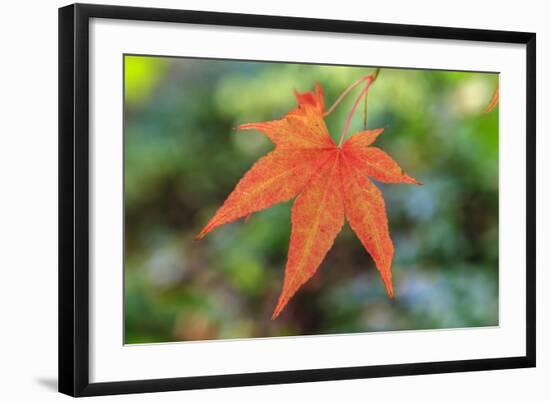 Leaf, Fall Colors Seattle Arboretum, Washington, USA-Tom Norring-Framed Photographic Print