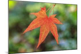 Leaf, Fall Colors Seattle Arboretum, Washington, USA-Tom Norring-Mounted Photographic Print