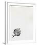 Leaf {Fay-Erie Dust}, 2014-Bella Larsson-Framed Giclee Print