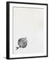 Leaf {Fay-Erie Dust}, 2014-Bella Larsson-Framed Giclee Print