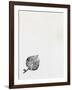 Leaf {Fay-Erie Dust}, 2014-Bella Larsson-Framed Giclee Print