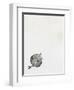 Leaf {Fay-Erie Dust}, 2014-Bella Larsson-Framed Giclee Print