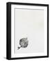 Leaf {Fay-Erie Dust}, 2014-Bella Larsson-Framed Giclee Print