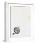 Leaf {Fay-Erie Dust}, 2014-Bella Larsson-Framed Giclee Print