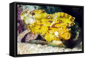 Leaf Fish (Taenianotus Triacanthus)-Louise Murray-Framed Stretched Canvas