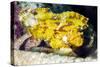 Leaf Fish (Taenianotus Triacanthus)-Louise Murray-Stretched Canvas