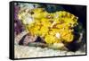 Leaf Fish (Taenianotus Triacanthus)-Louise Murray-Framed Stretched Canvas