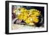 Leaf Fish (Taenianotus Triacanthus)-Louise Murray-Framed Photographic Print