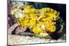 Leaf Fish (Taenianotus Triacanthus)-Louise Murray-Mounted Photographic Print