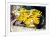 Leaf Fish (Taenianotus Triacanthus)-Louise Murray-Framed Photographic Print