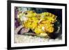 Leaf Fish (Taenianotus Triacanthus)-Louise Murray-Framed Photographic Print