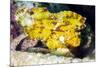 Leaf Fish (Taenianotus Triacanthus)-Louise Murray-Mounted Photographic Print