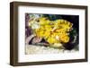 Leaf Fish (Taenianotus Triacanthus)-Louise Murray-Framed Photographic Print