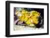 Leaf Fish (Taenianotus Triacanthus)-Louise Murray-Framed Photographic Print