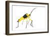 Leaf-Footed Bug (Coreidae) Iwokrama, Guyana. Meetyourneighbours.Net Project-Andrew Snyder-Framed Photographic Print