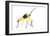 Leaf-Footed Bug (Coreidae) Iwokrama, Guyana. Meetyourneighbours.Net Project-Andrew Snyder-Framed Photographic Print