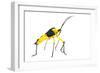 Leaf-Footed Bug (Coreidae) Iwokrama, Guyana. Meetyourneighbours.Net Project-Andrew Snyder-Framed Photographic Print