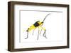 Leaf-Footed Bug (Coreidae) Iwokrama, Guyana. Meetyourneighbours.Net Project-Andrew Snyder-Framed Photographic Print