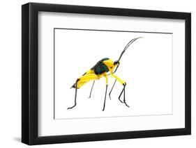 Leaf-Footed Bug (Coreidae) Iwokrama, Guyana. Meetyourneighbours.Net Project-Andrew Snyder-Framed Photographic Print