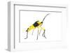 Leaf-Footed Bug (Coreidae) Iwokrama, Guyana. Meetyourneighbours.Net Project-Andrew Snyder-Framed Photographic Print