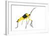 Leaf-Footed Bug (Coreidae) Iwokrama, Guyana. Meetyourneighbours.Net Project-Andrew Snyder-Framed Photographic Print