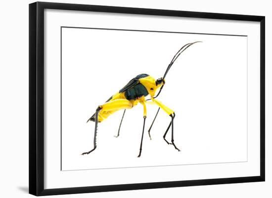 Leaf-Footed Bug (Coreidae) Iwokrama, Guyana. Meetyourneighbours.Net Project-Andrew Snyder-Framed Photographic Print