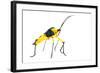 Leaf-Footed Bug (Coreidae) Iwokrama, Guyana. Meetyourneighbours.Net Project-Andrew Snyder-Framed Photographic Print