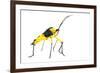 Leaf-Footed Bug (Coreidae) Iwokrama, Guyana. Meetyourneighbours.Net Project-Andrew Snyder-Framed Photographic Print