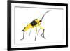 Leaf-Footed Bug (Coreidae) Iwokrama, Guyana. Meetyourneighbours.Net Project-Andrew Snyder-Framed Photographic Print