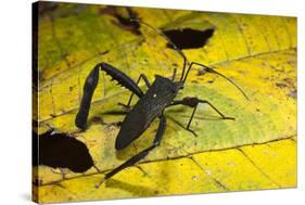 Leaf-Footed Bug, Yasuni NP, Amazon Rainforest, Ecuador-Pete Oxford-Stretched Canvas