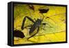 Leaf-Footed Bug, Yasuni NP, Amazon Rainforest, Ecuador-Pete Oxford-Framed Stretched Canvas