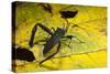 Leaf-Footed Bug, Yasuni NP, Amazon Rainforest, Ecuador-Pete Oxford-Stretched Canvas