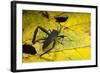 Leaf-Footed Bug, Yasuni NP, Amazon Rainforest, Ecuador-Pete Oxford-Framed Photographic Print